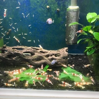 レッドビーシュリンプ　熱帯魚の画像