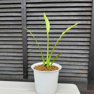 ナガバオモダカ　ビオトープや睡蓮鉢に(^_^)