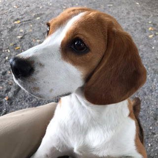 名犬牧場知ってます〜ご一緒しましょー不定期開催メンバー募集 - 高崎市