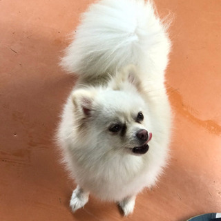 名犬牧場知ってます〜ご一緒しましょー不定期開催メンバー募集