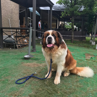 名犬牧場知ってます〜ご一緒しましょー不定期開催メンバー募集 - メンバー募集