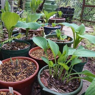 お庭の草取りや植物の植え替えなど。