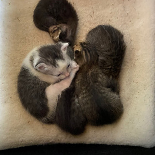 生後まもない子猫です、どなたか飼ってくださる方いらっしゃいませんか。