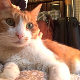 にゃんちび、飼い主さんが他界してしまいました