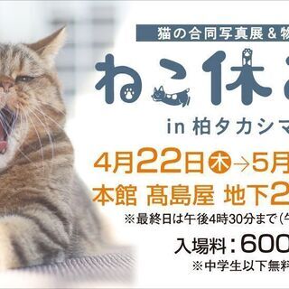 柏の高島屋「ねこ休み展」無料に行きましょう！！
