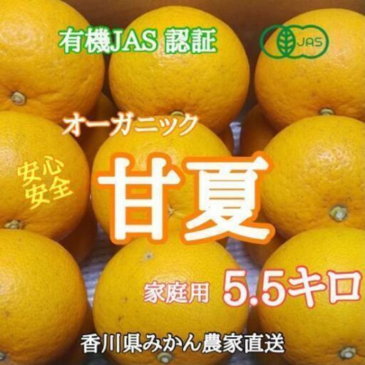 甘夏