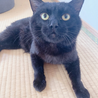 素敵な里親様が見つかりました☆猫嫌い🥲でも人間は片時も離れたくな...