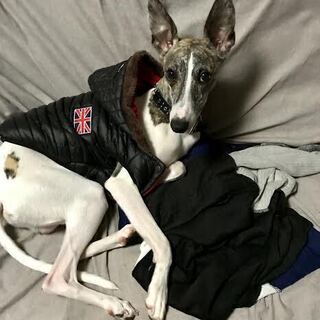 うるわしのウィペット、♂