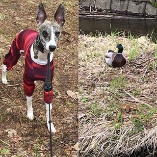うるわしのウィペット、♂ - 犬