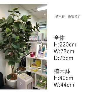 4月28日までのとりに来れる方差し上げます。。。