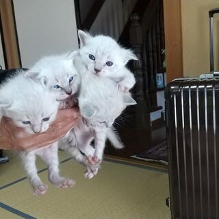 子猫里親募集