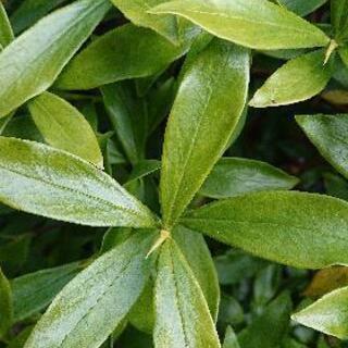 沈丁花 赤い花が咲きます 1本10円の画像