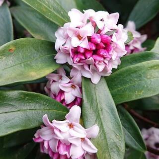 沈丁花 赤い花が咲きます 1本10円の画像