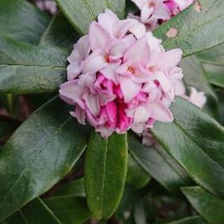 沈丁花 赤い花が咲きます 1本10円の画像
