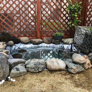 鯉や金魚を譲ってください。