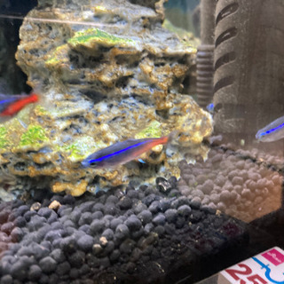 ミニ水槽セット一式の画像