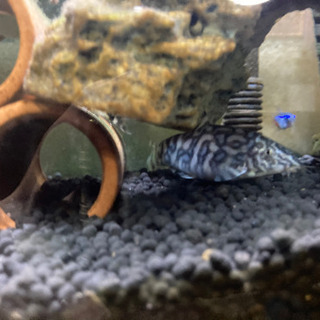 ミニ水槽セット一式の画像