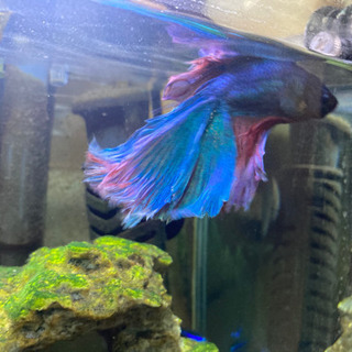 ミニ水槽セット一式の画像