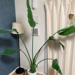 観葉植物(オーガスタ)   (お話中です。)