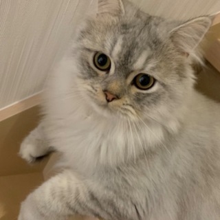 ペルシャチンチラシルバー - 猫