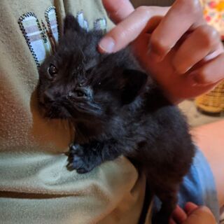 しろみちゃん、くろみちゃん