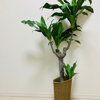 [インテリア] 部屋のアクセントに＊観葉植物