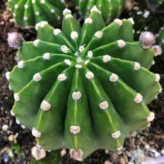★㉒＜花芽４個付き＞ 桃花短毛丸 縦9.6cm×横9.4cm 短...