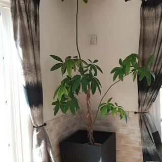 観葉植物　パキラ