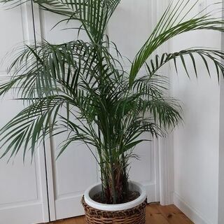 観葉植物　ヤシ