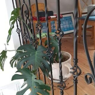 観葉植物　モンステラ