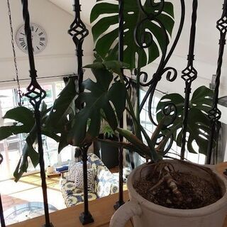 観葉植物　モンステラの画像