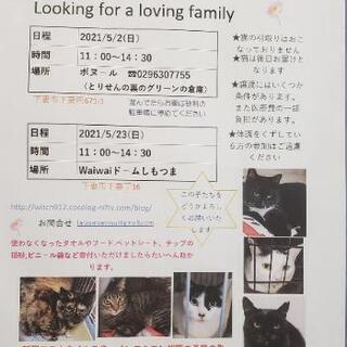 保護猫譲渡会:ボヌール5/2