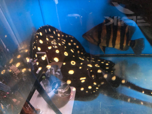 ダイアモンドポルカ