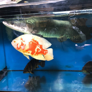 アルビノオスカーの中古が安い！激安で譲ります・無料であげます