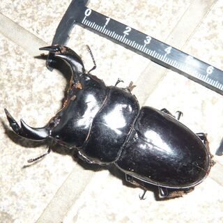 アンタエウス♂単品(インド・ガントク)80mmの画像