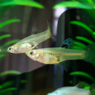 国産レッドグラスハイドーサル若魚　3ペアの画像