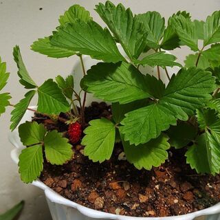 植物【ハーブ：ワイルドストロベリー(鉢植え)】