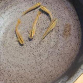 黄金メダカ　5匹　処分特価　の画像