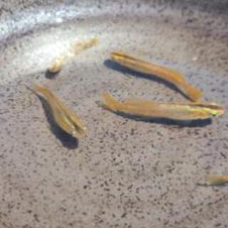 黄金メダカ　5匹　処分特価　の画像