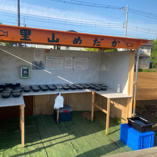里山めだかの無人販売所　メダカとミジンコ　4/25出店