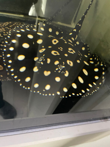 最終値下げ　国産　純血ダイヤモンドポルカ  淡水エイ　ポルカ  エクリプス　大型水槽　オーバーフロー　純血　アロワナ　戦力