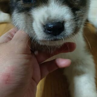 子犬