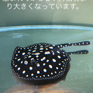 淡水エイ　☆ダイヤモンドポルカ　自家繁殖個体メス-1の画像
