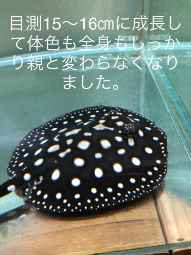 淡水エイ　☆ダイヤモンドポルカ　自家繁殖個体メス-1