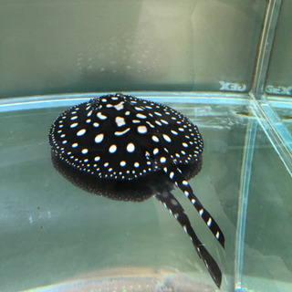 淡水エイ　☆ダイヤモンドポルカ　自家繁殖個体メス-1の画像