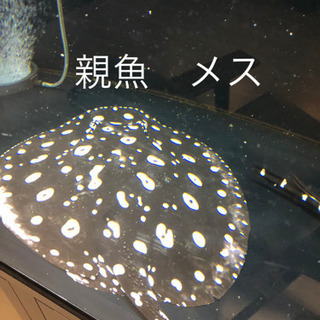 淡水エイ　☆ダイヤモンドポルカ　自家繁殖個体メス-1の画像