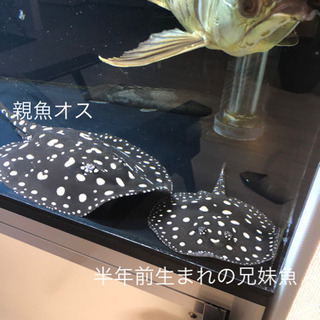 淡水エイ　☆ダイヤモンドポルカ　自家繁殖個体メス-1の画像