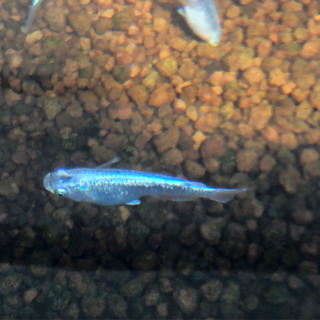 メダカ めだか サバの極み 稚魚～若魚サイズ 1匹￥100-
