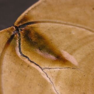 ひろ窯　藤井敬之・作　梅平型向付皿　新品未使用の画像