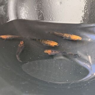 🐦飛燕めだか　普通体型１ペアの画像
